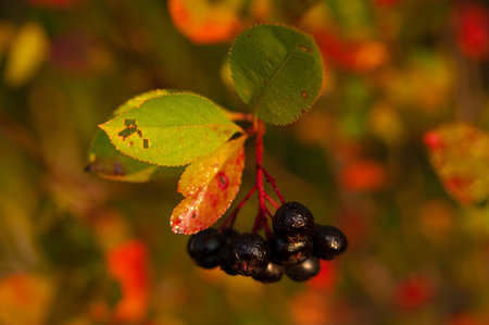 Ripe black chokeberry on the bush in autumnの写真素材