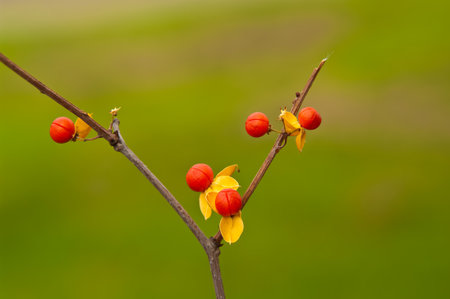Branch with little wild Physalis in gardenの写真素材