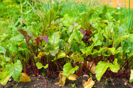 Red beetroot in the garden on the sunny day
