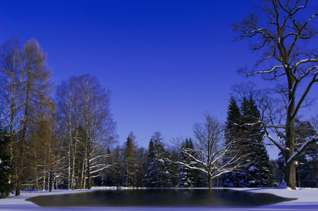 winter landscape of forest with snow meltingの写真素材