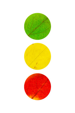 3 colored maple Leaves in the shape of traffic light isolated on whiteの写真素材