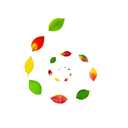 Autumn multicolor leaves spiral isolated on white backgroundの写真素材