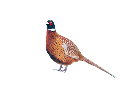 Colorful male pheasant isolated over white backgroundの写真素材