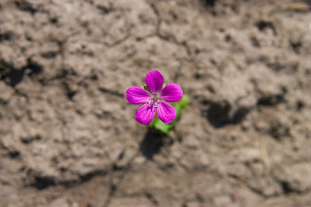 Young growing flower in a desert sandの写真素材
