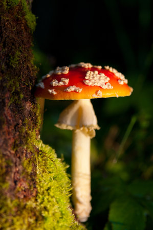 Fly agaric mushroom in moss near the tree
