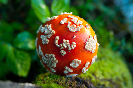 Cap of fly agaric mushroom close up