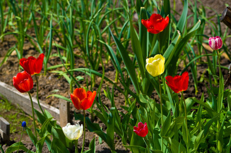 Fresh blooming tulips in the spring gardenの写真素材