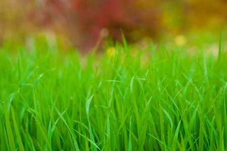 Closeup of young spring green thick grassの写真素材
