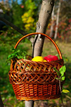 basket with fresh vegetables hanging on treeの写真素材