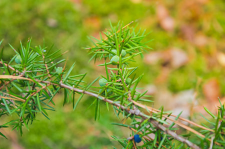 Common juniper with green and blue berries in Masovian forest near Wolomin, Poland