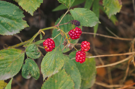 Wild red blackberries in Masovian forest, Poland