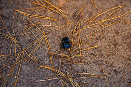 Blue dung beetle lying on forest dirt road among pine needlesの写真素材