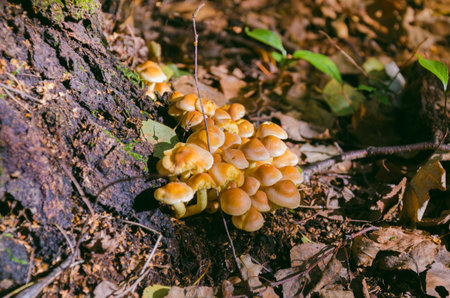 Hypholoma fasciculare bright yellow poisonous mushrooms in Polish autumn forestの写真素材