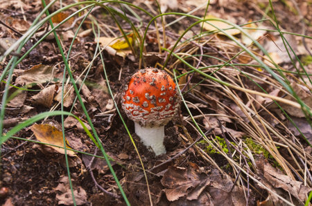 Small bright red fly agaric mushroom in autumn forestの写真素材