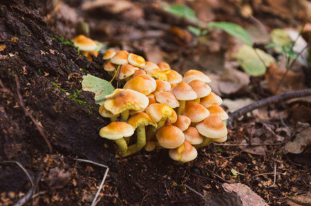 Hypholoma fasciculare bright yellow poisonous mushrooms in Polish autumn forestの写真素材