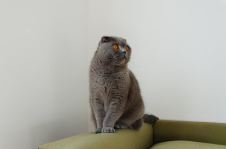 Curious gray Scottish Fold cat with bright orange eyes sitting on a cozy couch at homeの写真素材