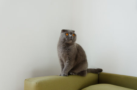 Curious gray Scottish Fold cat with bright orange eyes sitting on a cozy couch at homeの写真素材