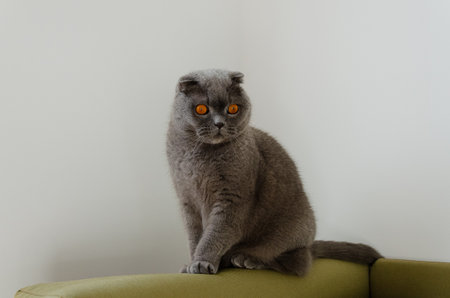 Curious gray Scottish Fold cat with bright orange eyes sitting on a cozy couch at homeの写真素材