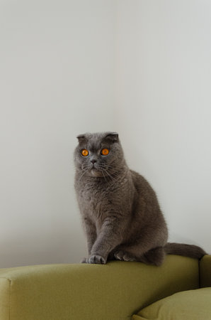 Curious gray Scottish Fold cat with bright orange eyes sitting on a cozy couch at homeの写真素材