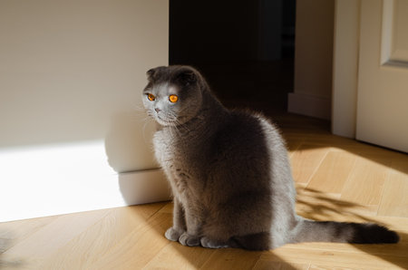 Cute gray Scottish Fold cat with bright orange eyes sitting on light wooden floor in sunlight, playful and curious domestic petの写真素材