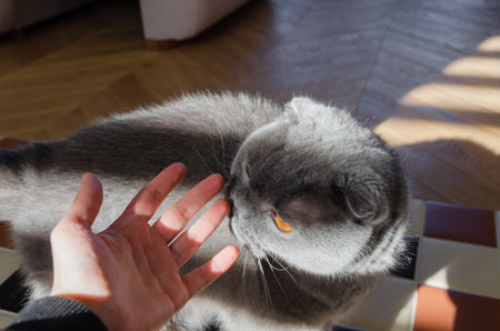 Gray Scottish Fold cat with bright orange eyes and folded ears sniffing womans hand, curious and attentive domestic petの写真素材