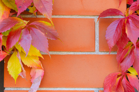 Red brick wall framed by decorative grapevine with red autumn leaves, copy space in center, natural seasonal backgroundの写真素材