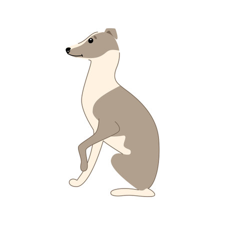 Cute dog Italian Greyhound breed isolated on white background. Vector hand drawn illustrationPrint. Vector illustrationのイラスト素材