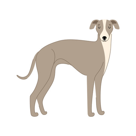 Cute dog Italian Greyhound breed isolated on white background. Vector hand drawn illustrationPrint. Vector illustrationのイラスト素材