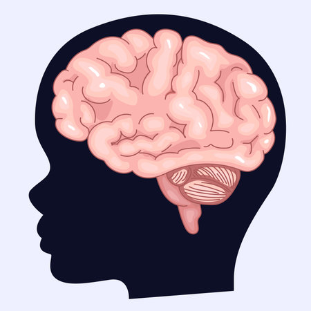 Image of the brain and silhouette of a human profile. Childrens brain and fantasy. ASMR triggers.のイラスト素材