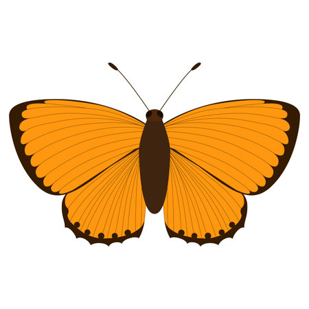 Lycaena virgaureae. Orange butterfly on a white background. Vector isolated object. Illustration of an insect.のイラスト素材