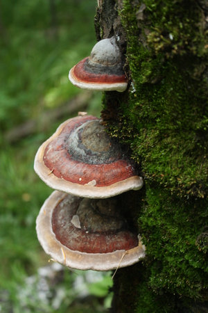 Three large Trutavik mushrooms grow on a tree in a forest. Beautiful nature photo of wild forest....