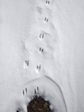 Traces of animals in the snow. Gopher, hare, rodent in the forest. Paw prints in winter white snow....
