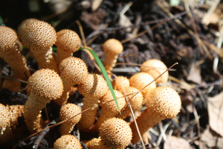 A small yellow group of toadstools poisonous in the sun in a forest. Nature, macro shot of a natural, ecologically clean forest with mushrooms and the danger of poisonous mushrooms.の写真素材