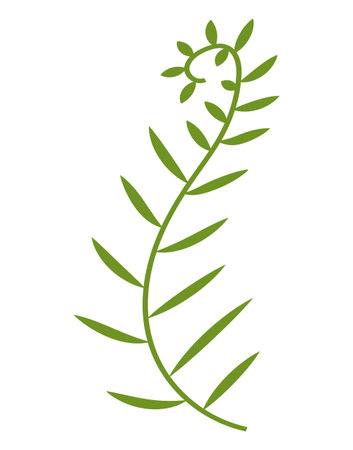Graceful green algae silhouette in the form of a spiral with leaves. Vector illustration clip-art. The plant is a thin stem with small long leaves. Tropical Plants and Animals Series.のイラスト素材