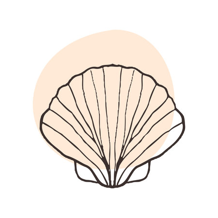 Scallop shell from the seabed. Sketch drawing in tattoo style, black and white illustration of a scallop shell. Fish shop  , sea salt design, aquarium.のイラスト素材