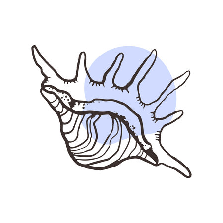 Lambis tiger shell, natural, milipeda. Seashell from the bottom of the ocean, linear sketch for the design of the menu of a sea restaurant, spa and massage center, relaxation and relaxation areas. Black and white shell tattoo sketchのイラスト素材