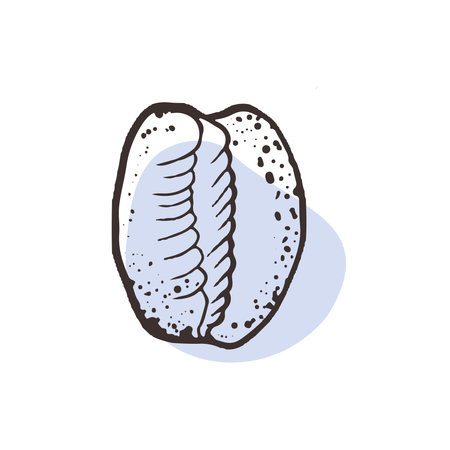 Beautiful shell shape, trendy sketch style seashell. Vector illustration for   menu design, printing on clothes, corporate identity of the hotel, spa salon. Sketch hand drawn. Triviidae is a taxonomic family of small sea snails, marine gastropod molluscs,のイラスト素材