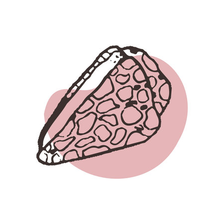 Seashell cone in sketch style, tattoo. Vector illustration for  sea restaurant, design of souvenirs with the sea and the ocean, the symbol of the sea. Beautiful shell in line art style and spotのイラスト素材