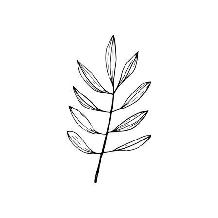 Small branch with leaves. Graceful vector image. Botanical design element. Sketch drawing of a branch with leaves.のイラスト素材