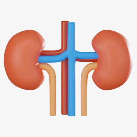 3D render kidney showcasing its anatomy, function, and related disorders. Perfect for medical research, urology studies, and educational content on kidney health.の写真素材