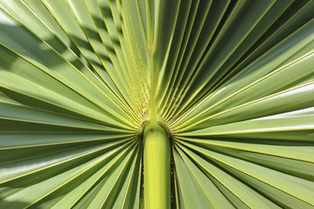 leaf of palmの写真素材