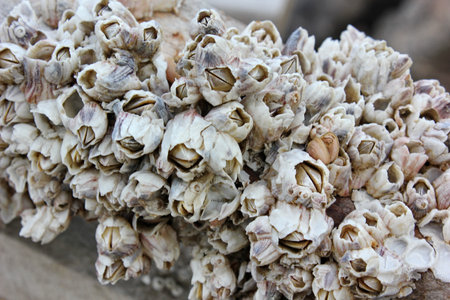 shellfishの写真素材