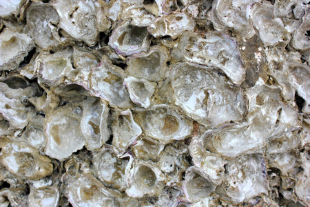 shellfishの写真素材