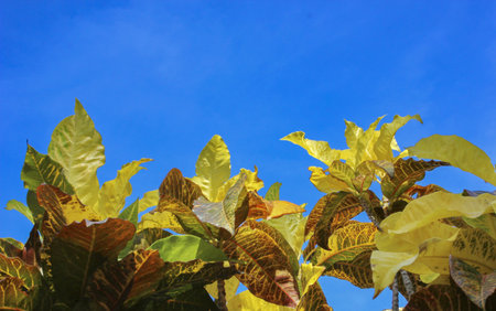 leaf backgroundの写真素材