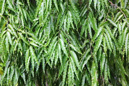 leaf of tree