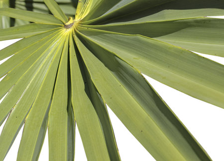 palm isolatedの写真素材