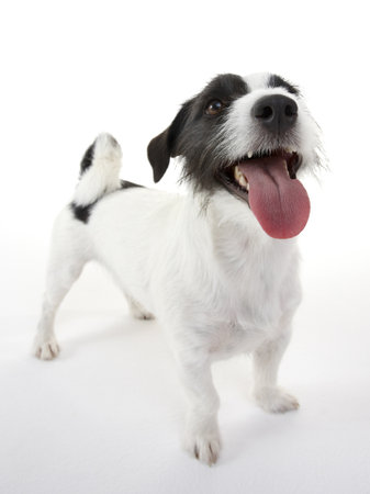 Jack Russel terrier on whiteの写真素材