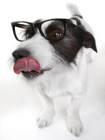 Jack Russel terrier with glasses on white