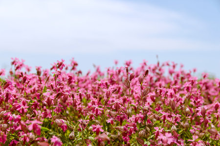 spring flowersの写真素材