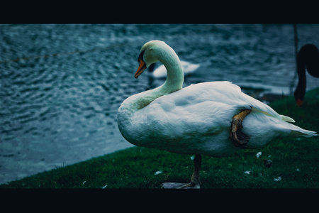 white goose standing on green grassの写真素材